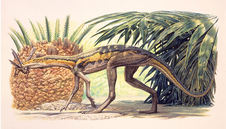 Lagosuchus, an archosaur