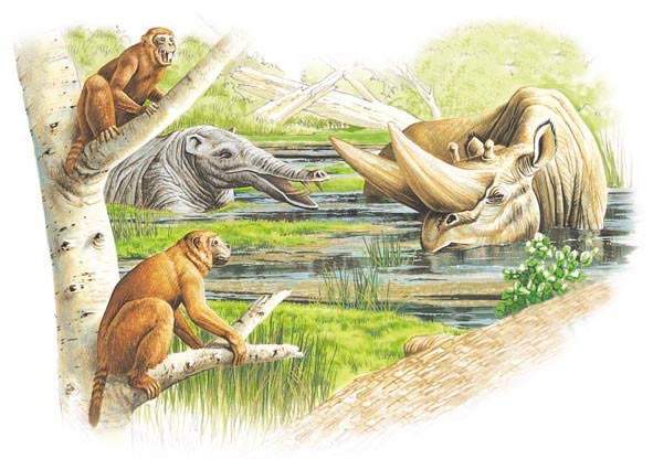 North African mammals, about 35 million years ago