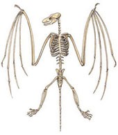 Icaronycteris