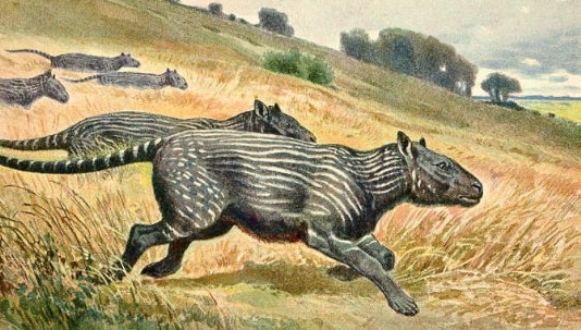 Phenacodus, a condylarth