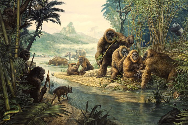 Gigantopithecus troop being stalked by Homo erectus