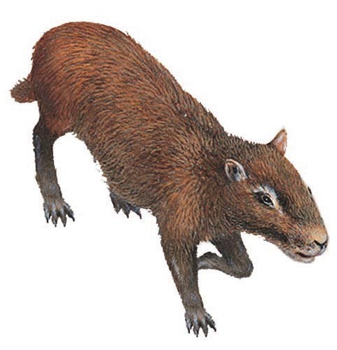 Telicomys