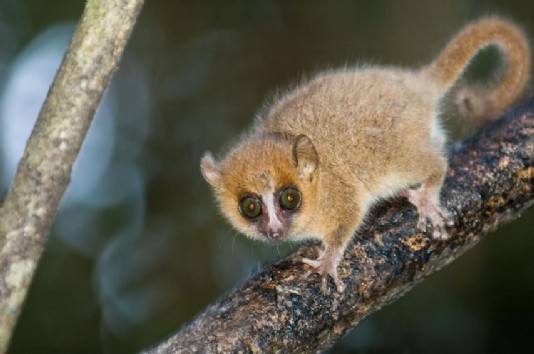 Grey mouse lemur
