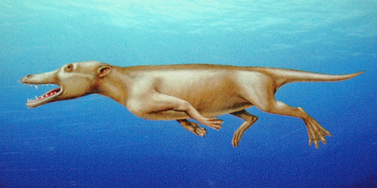 Pakicetus
