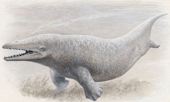 Ambulocetus