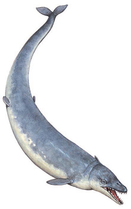 Basilosaurus