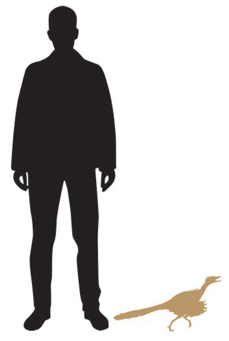 Size comparison