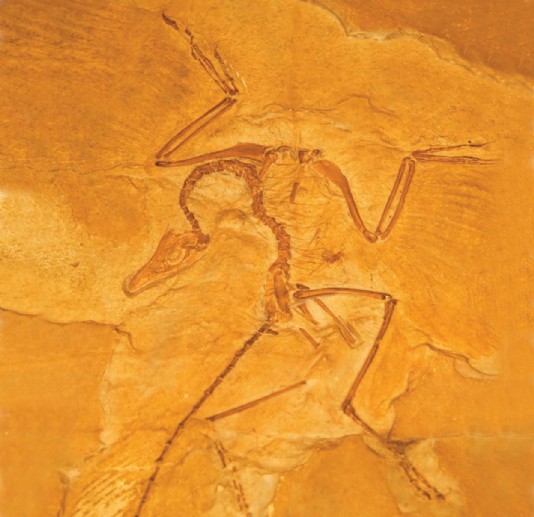 A fossil of Archaeopteryx