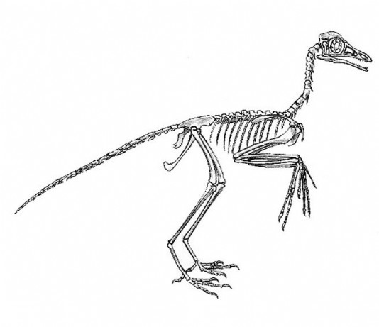 Skeleton of Archaeopteryx
