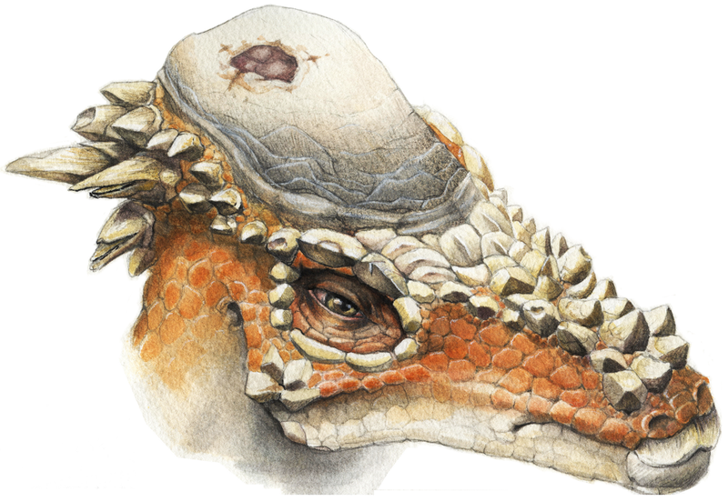 Pachycephalosaurus with a head wound