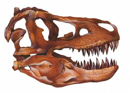 T. rex's skull