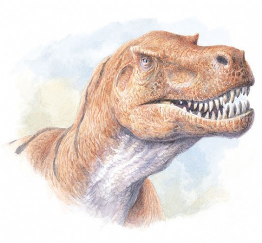 The head of Tyrannosaurus rex