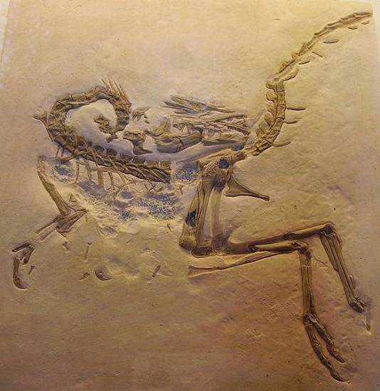 Compsognathus fossil, containing lizard bones