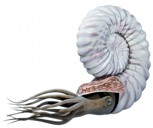 Ammonite