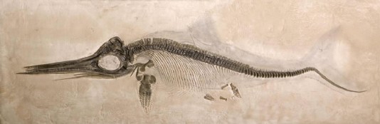 A perfectly preserved fossil of Ichthyosaurus