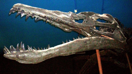 The skull of Liopleurodon, a relative of Kronosaurus