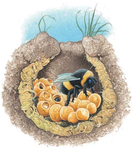 A queen bumblebee's nest