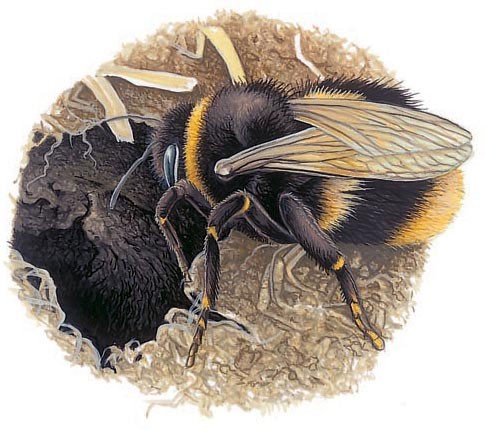 A queen bumblebee finds a place to spend winter