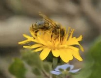 A bee feeding from a flower