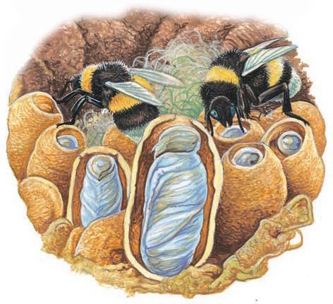 A pair of worker bees push pollen into cells