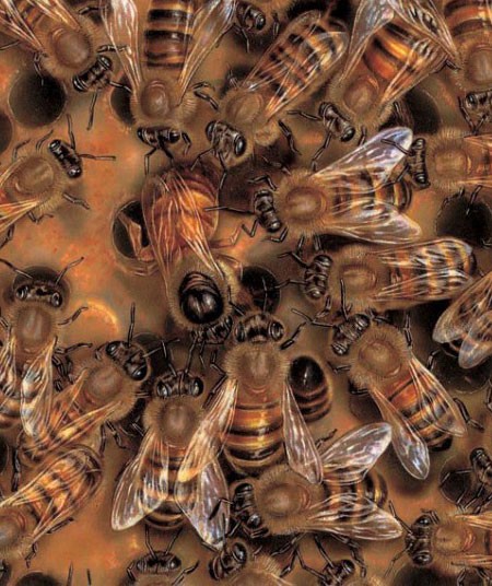 Worker honeybees make wax cells inside their nest
