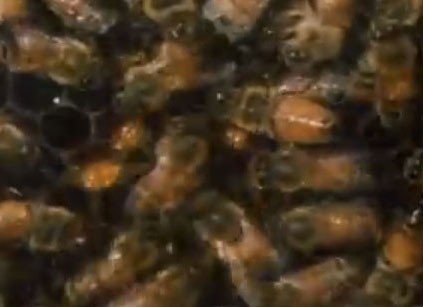 Messenger bee performing waggle dance