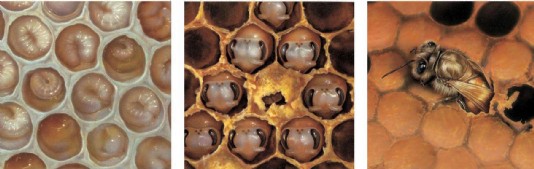 Honeybee larvae develop into adult workers