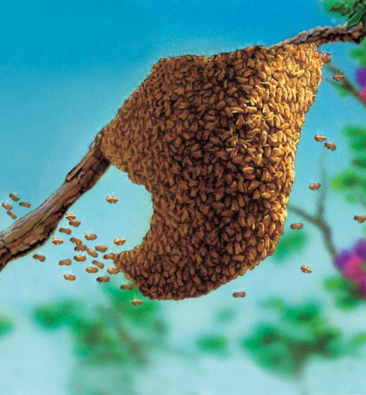 A queen and a group of workers in a swarm
