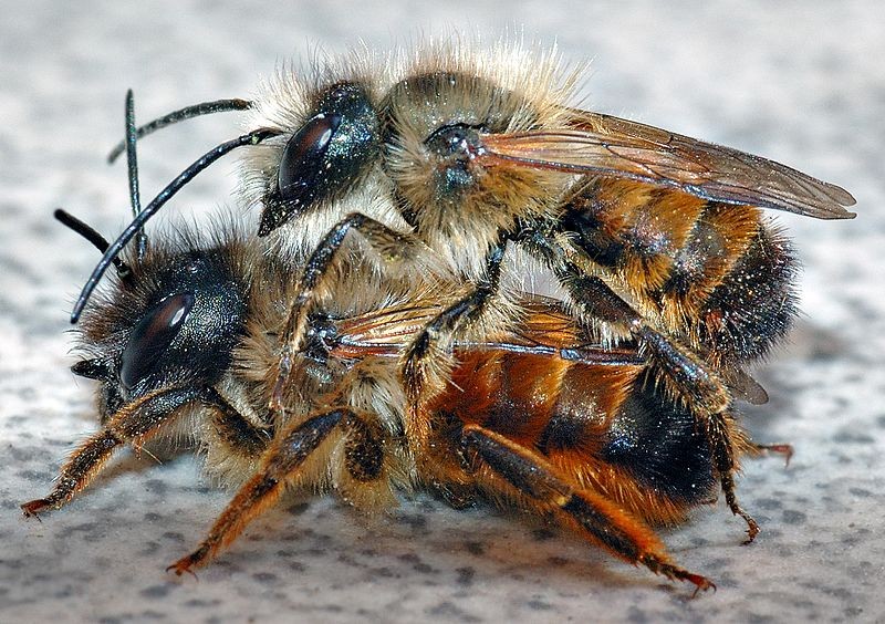 Red mason bees