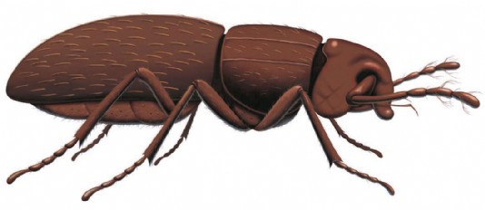 Feather-winged beetle