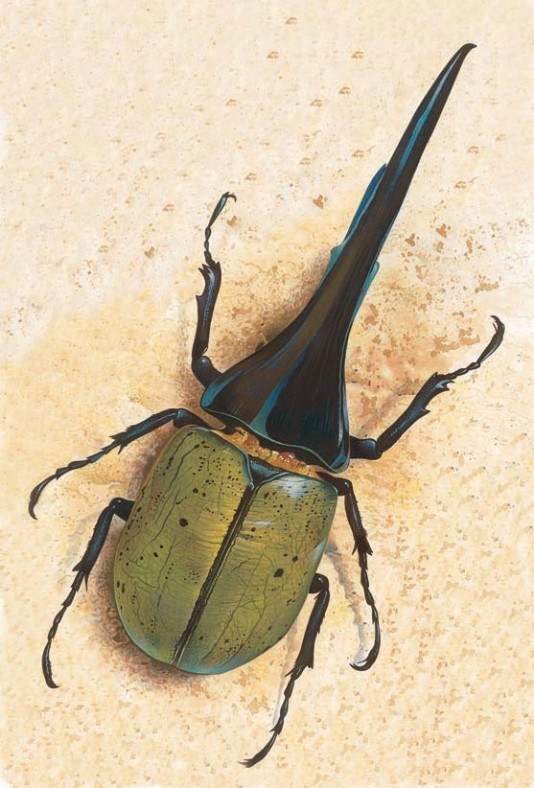 Hercules beetle