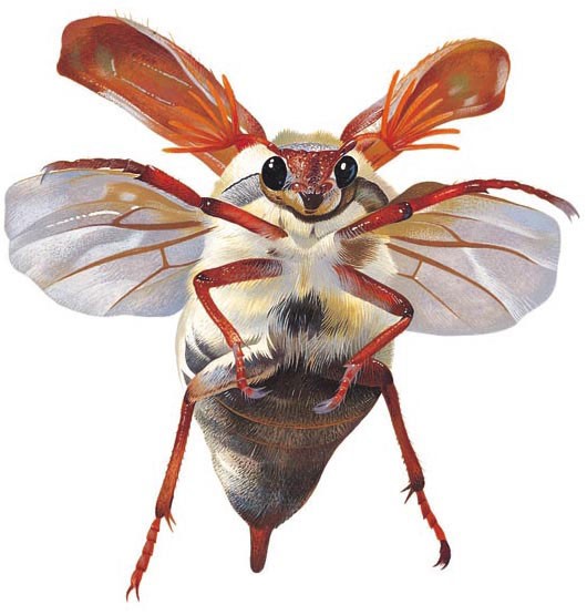 Cockchafer