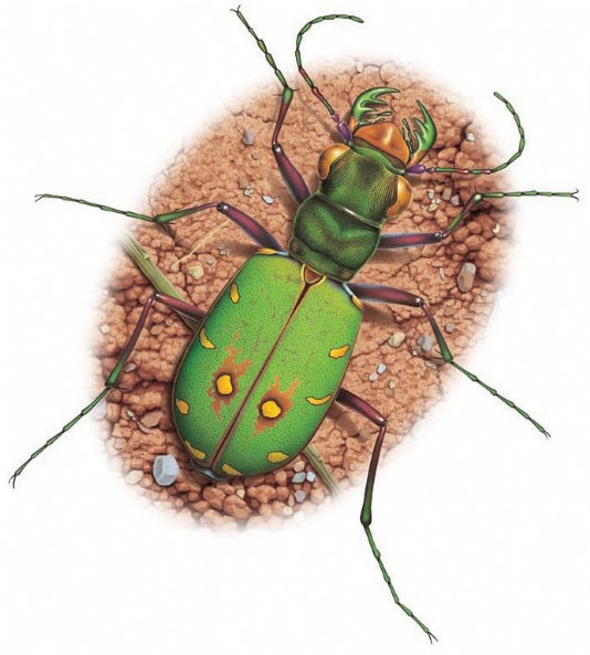 Tiger beetle