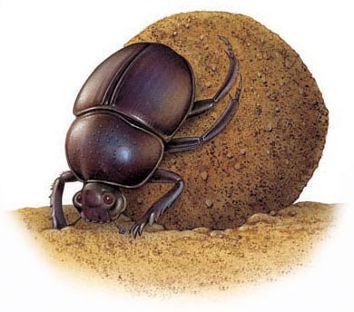 Dung beetle