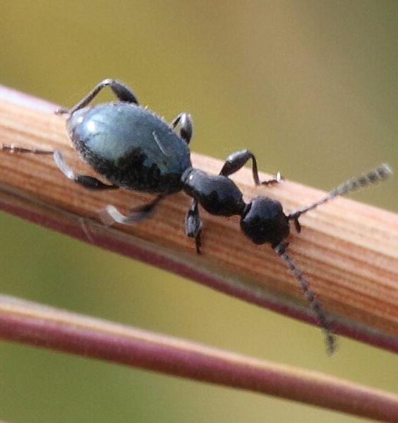 An ant-like flower beetle, a rove beetle