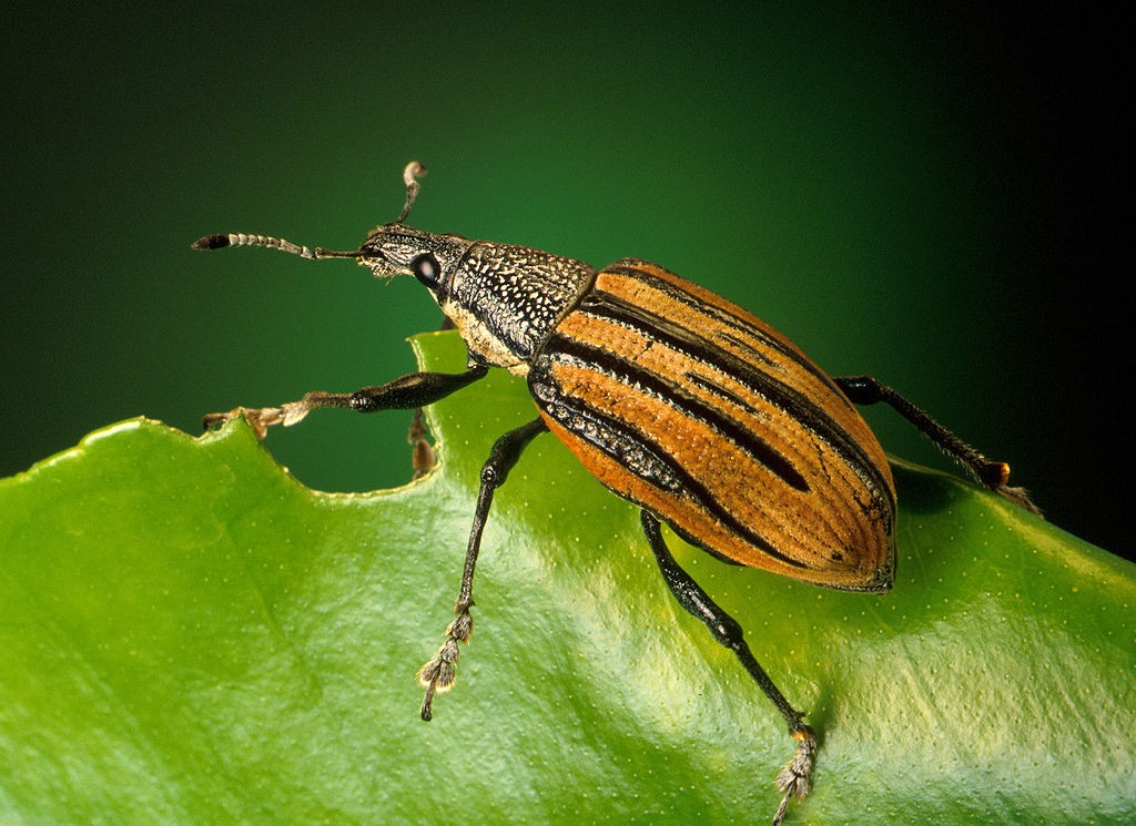 Citrus root weevil