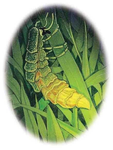 Female firefly