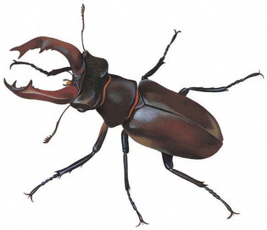European stag beetle