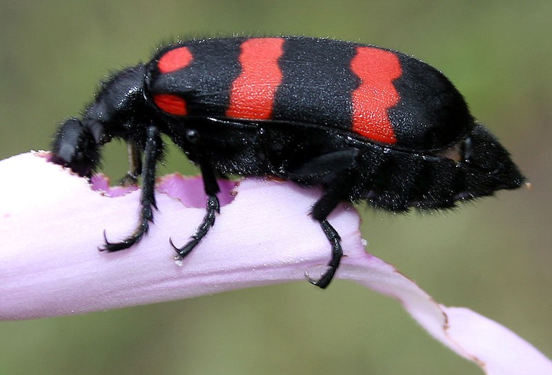 Orange blister beetle