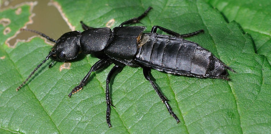 Devil's coach horse beetle, a rove beetle