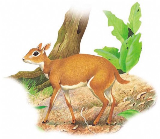 Royal antelope