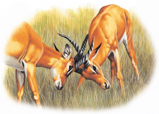 Male impala lock horns
