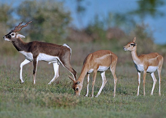 Blackbuck males and females