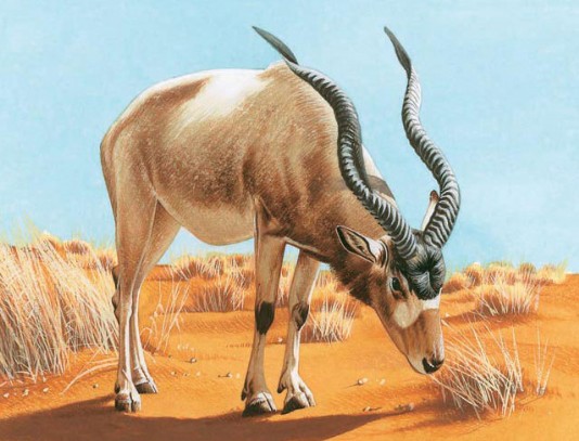 Addax