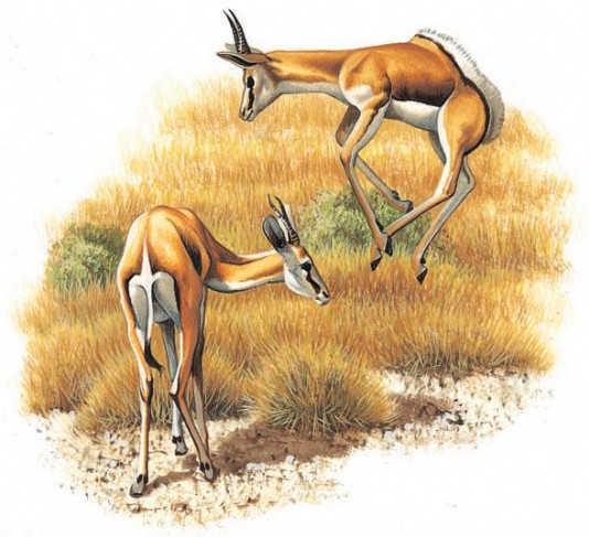 Springboks