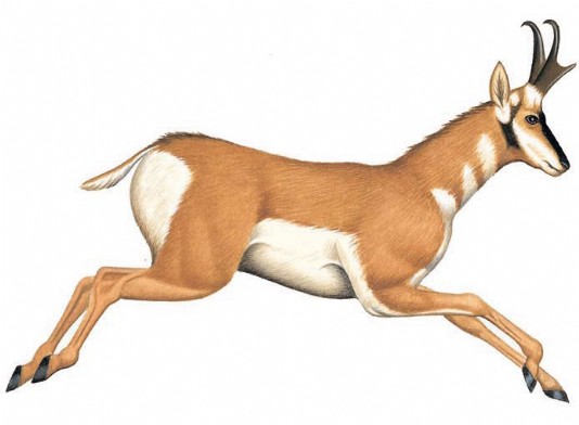 Pronghorn