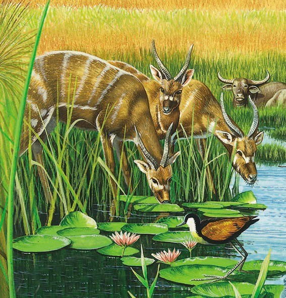 Sitatunga