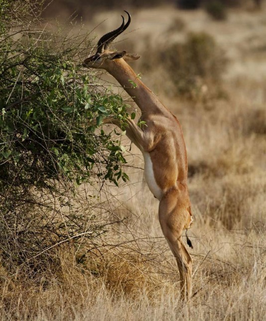 Gerenuk