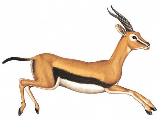 Thomson's gazelle
