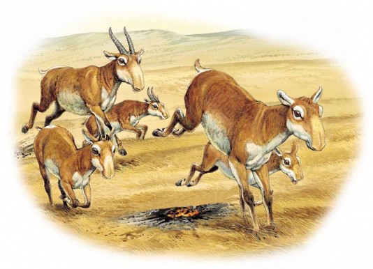 Saiga